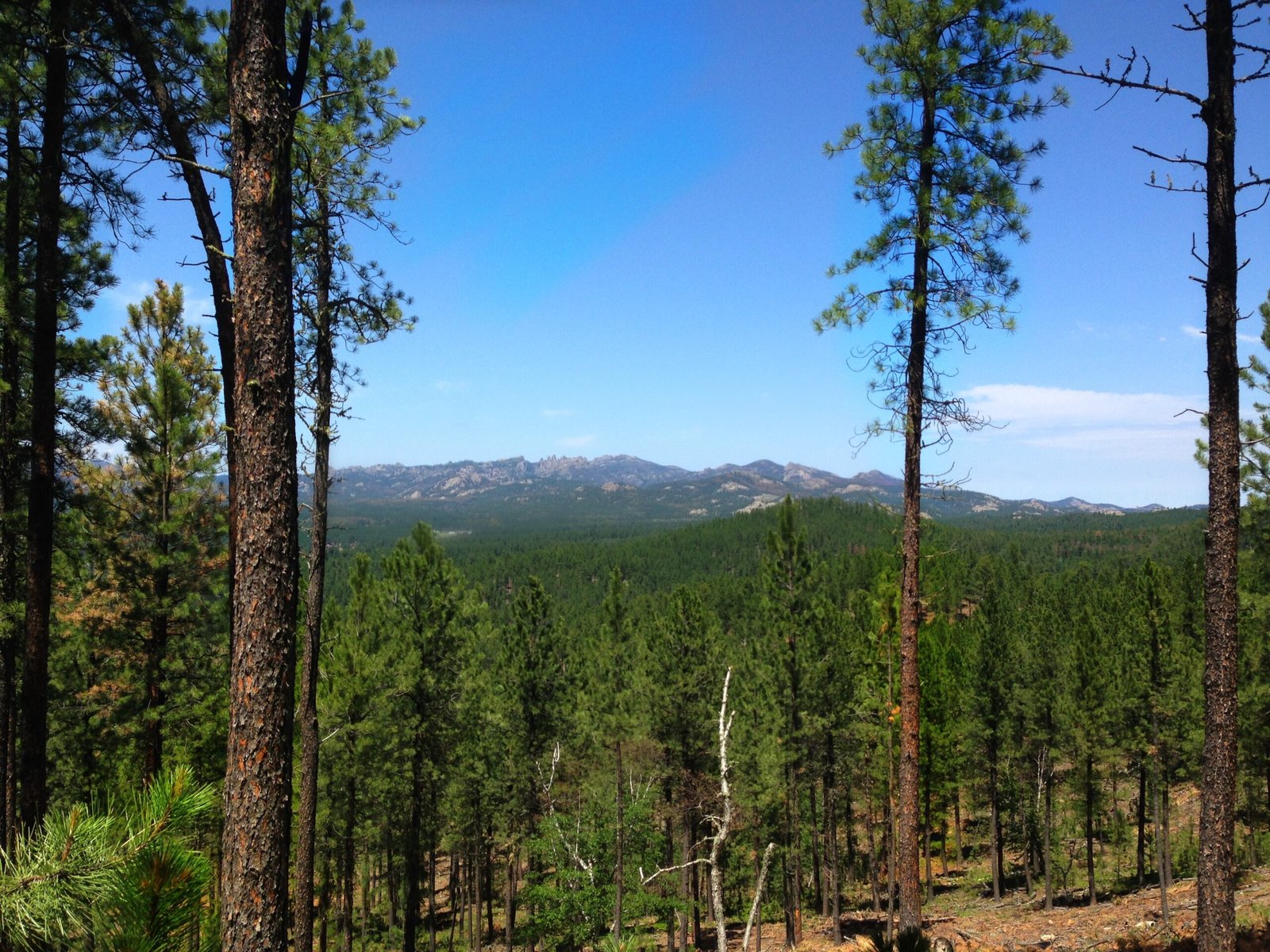 Road-trip scenery in Black Hills, South Dakota