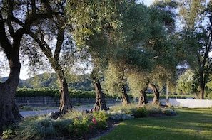 Wine Country Oasis. Pool, hot tub, vineyard views, walk to Downtown St. Helena vacation rental in St. Helena, California