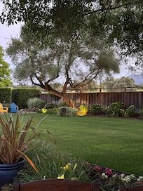 Wine Country Oasis. Pool, hot tub, vineyard views, walk to Downtown St. Helena vacation rental in St. Helena, California